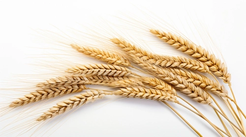 Barley